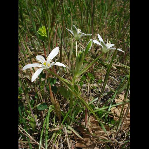 Ornithogalum umbellatum &copy; NICOLAS S.