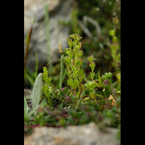 Veronica verna © DESCHEEMACKER A.