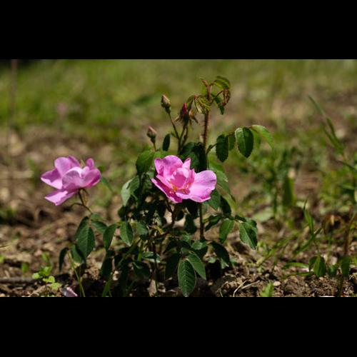 Rosa gallica &copy; DESCHEEMACKER A.