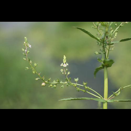 Veronica catenata &copy; NAWROT O.