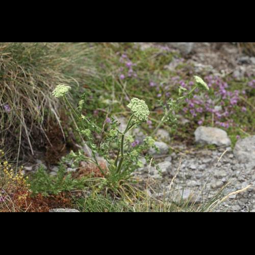 Seseli libanotis © DESCHEEMACKER A.