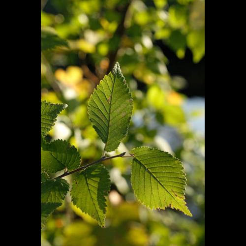 Ulmus gr. minor &copy; DESCHEEMACKER A.