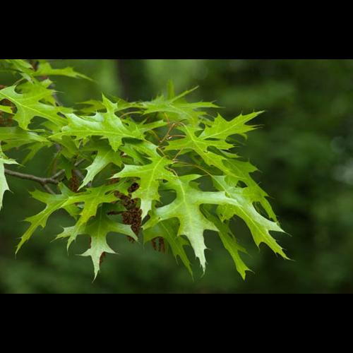 Quercus palustris © PERERA S.