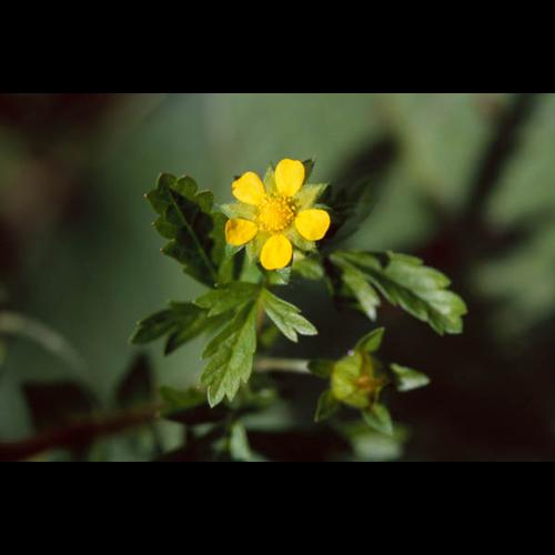 Potentilla supina © OLIVIER L.
