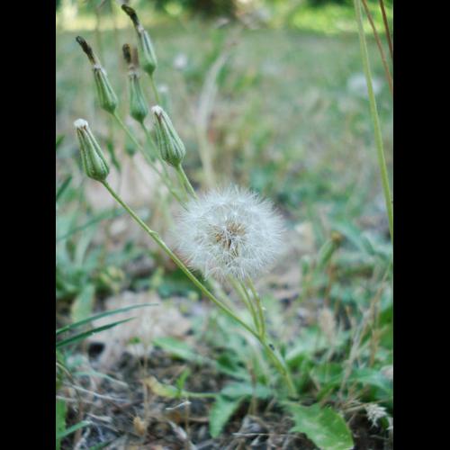 Crepis bursifolia &copy; NICOLAS S.
