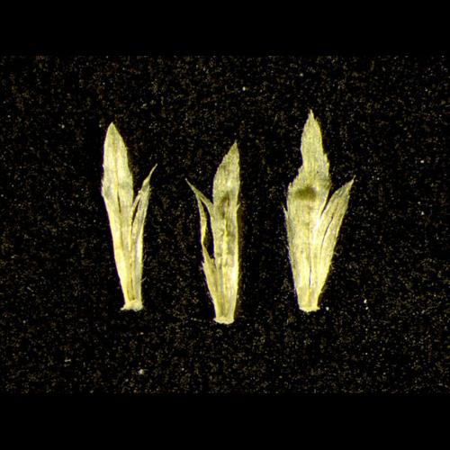 Galinsoga parviflora &copy; DESCHEEMACKER A.