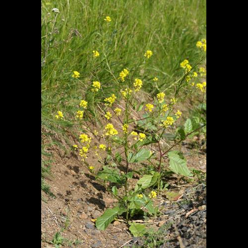 Sinapis arvensis &copy; DESCHEEMACKER A.