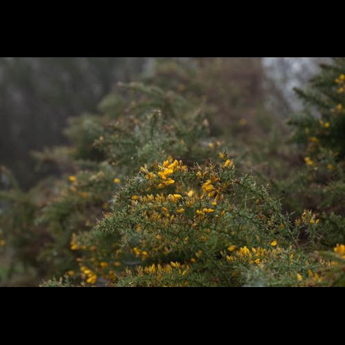 Ulex europaeus © DESCHEEMACKER A.