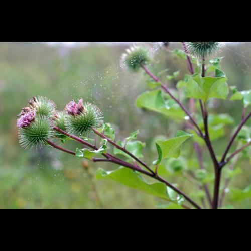Arctium lappa &copy; NAWROT O.