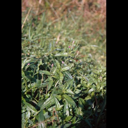 Epilobium obscurum &copy; CHOISNET G.