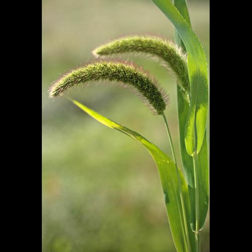 Setaria viridis subsp. pycnocoma © NAWROT O.