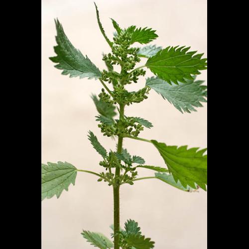 Urtica urens © NAWROT O.