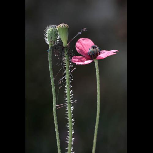 Papaver hybridum © NAWROT O.