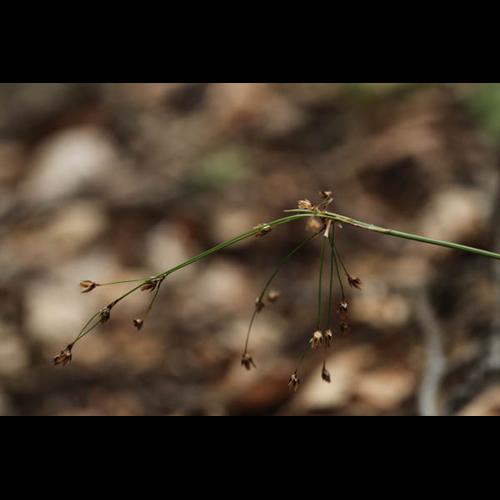 Luzula pilosa © DESCHEEMACKER A.