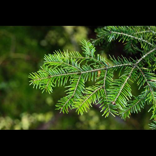 Abies alba © DESCHEEMACKER A.