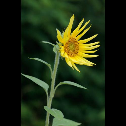 Helianthus annuus © DESCHEEMACKER A.