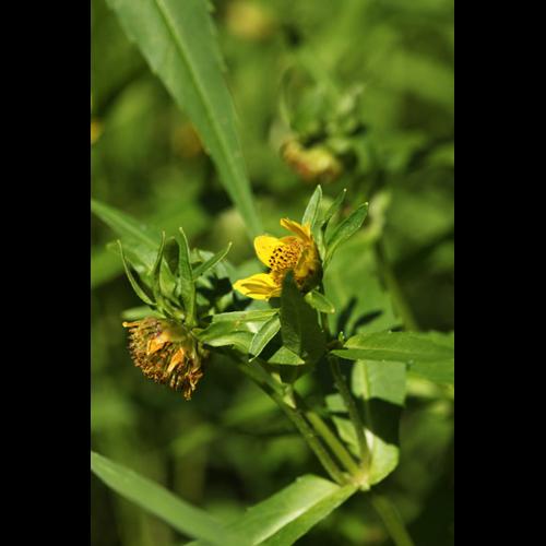 Bidens cernua © DESCHEEMACKER A.