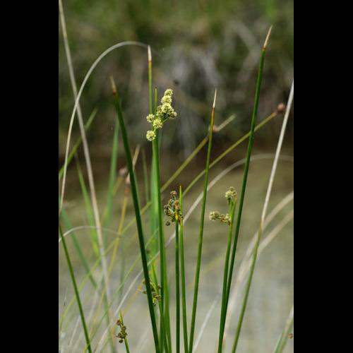 Scirpoides holoschoenus &copy; DESCHEEMACKER A.