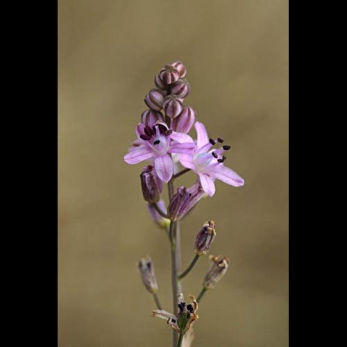 Scilla autumnalis © DESCHEEMACKER A.