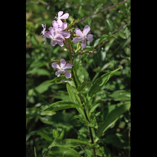 Saponaria officinalis &copy; DESCHEEMACKER A.