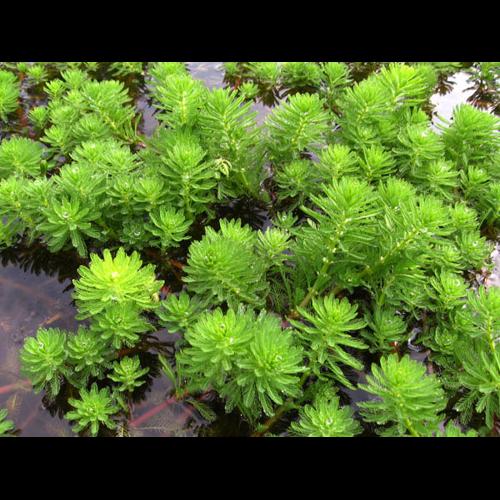 Myriophyllum aquaticum © REIMRINGER K.
