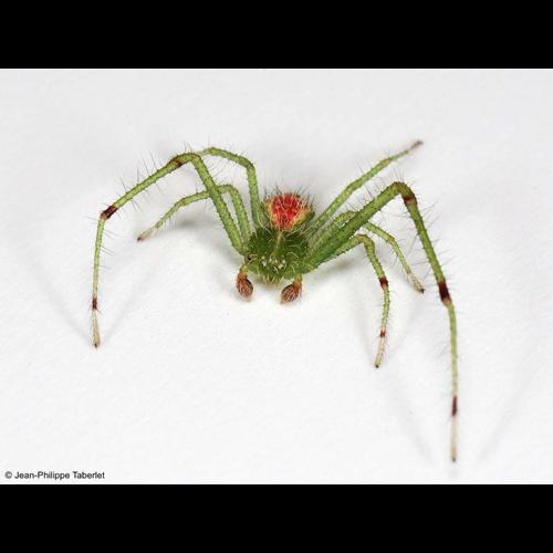 <i>Heriaeus hirtus</i> (Latreille, 1819) © NULL