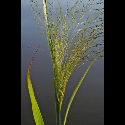Panicum capillare © NAWROT O.