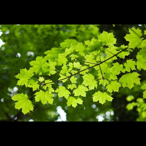 Acer platanoides &copy; PERERA S.