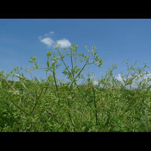 Anthriscus caucalis © MOREL A.