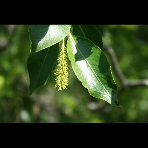 Salix pentandra © DESCHEEMACKER A.