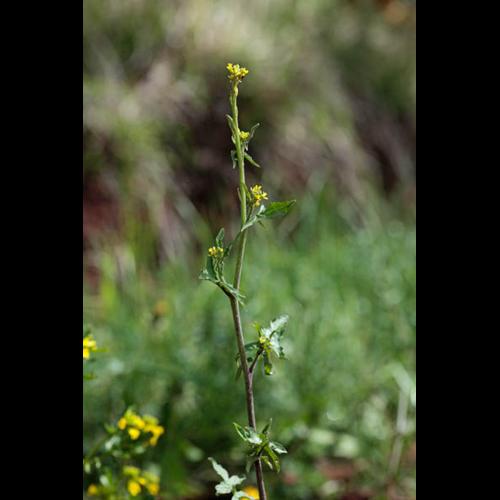 Sisymbrium officinale © DESCHEEMACKER A.