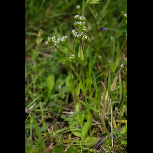 Valerianella locusta © DESCHEEMACKER A.