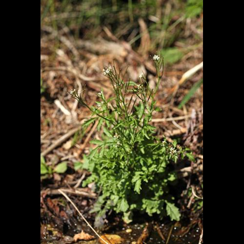 Cardamine flexuosa &copy; DESCHEEMACKER A.