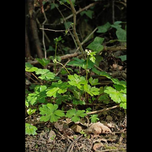 Sanicula europaea © DESCHEEMACKER A.