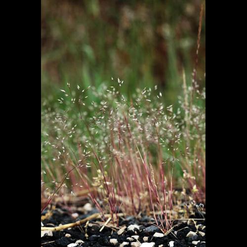 Aira caryophyllea &copy; DESCHEEMACKER A.