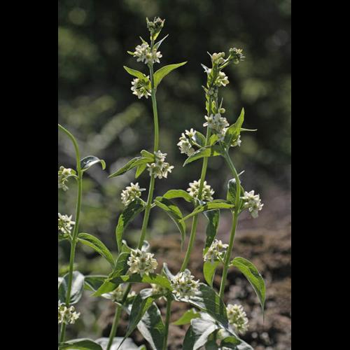 Vincetoxicum hirundinaria © NAWROT O.