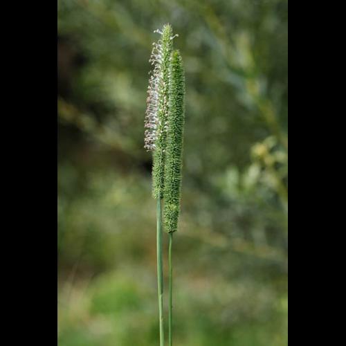 Phleum pratense &copy; DESCHEEMACKER A.