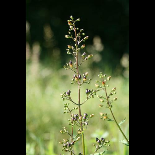 Scrophularia nodosa © DESCHEEMACKER A.
