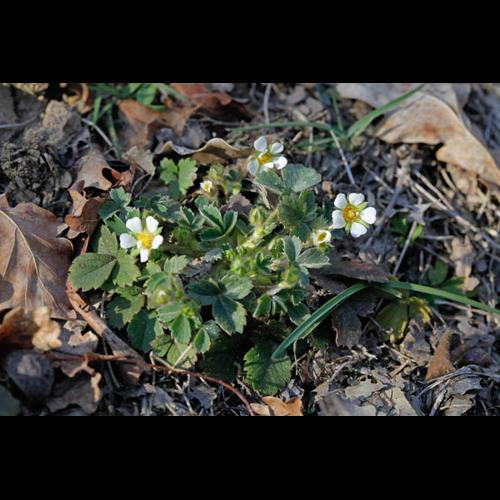 Potentilla sterilis © DESCHEEMACKER A.