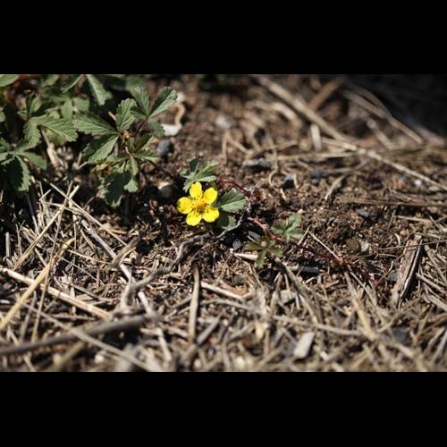 Potentilla reptans © DESCHEEMACKER A.