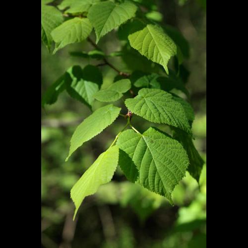 Tilia platyphyllos © DESCHEEMACKER A.