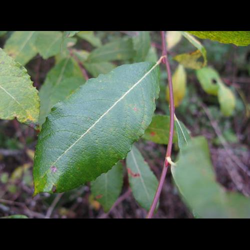 Salix acuminata © CHABROL L.