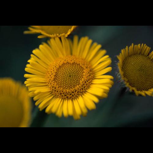 Pulicaria dysenterica © GRAVELAT B.