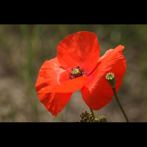 Papaver rhoeas © DESCHEEMACKER A.