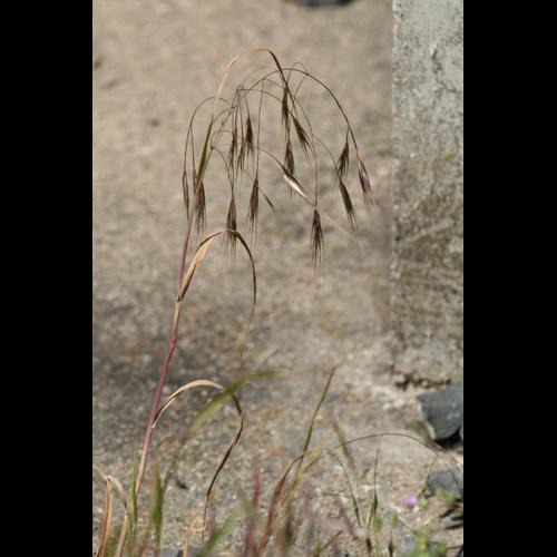 Bromus sterilis © DESCHEEMACKER A.