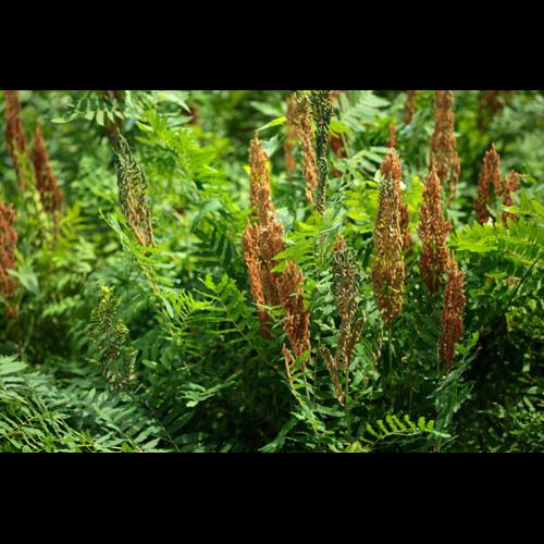 Osmunda regalis © DESCHEEMACKER A.