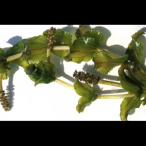 Potamogeton perfoliatus © Olivier Nawrot