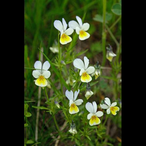 Viola tricolor &copy; DESCHEEMACKER A.