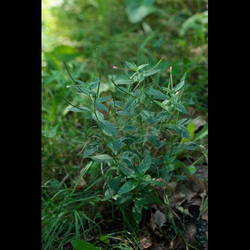 Epilobium roseum © DESCHEEMACKER A.