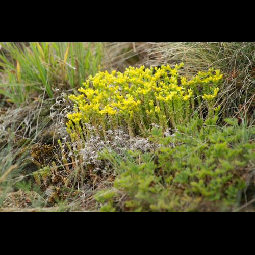 Sedum acre © DESCHEEMACKER A.